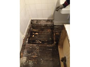 Attaque champignon lignivore 69003 Lyon Gaty Traitements Isolation