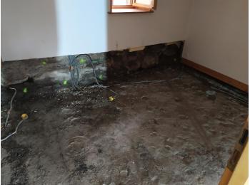 mérule pleureuse filaments mycéliens Gaty Traitements Isolation Rhône Alpes